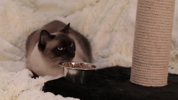 Gato Senta Lado Prato Com Comida Seguida Vai — Vídeo de Stock