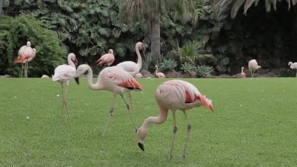 Flamingo Flock Can Fluttered Shakes Its Wings — Stock Video