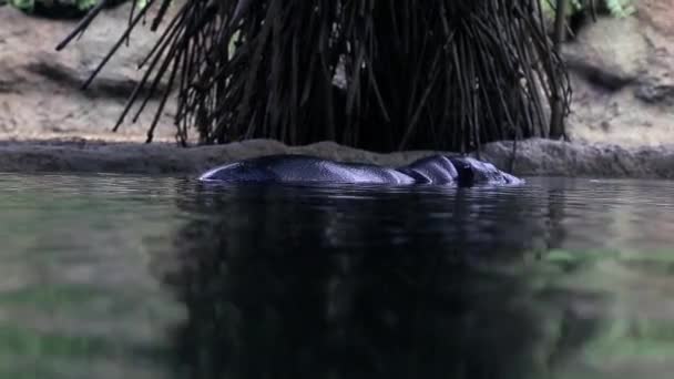 Ein Flusspferd Wärmt Sich Einem Wasserbecken Aus Dem Zoo Auf — Stockvideo