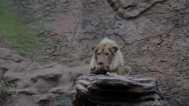 Bir aslan bir tahta parçasıyla oynar..