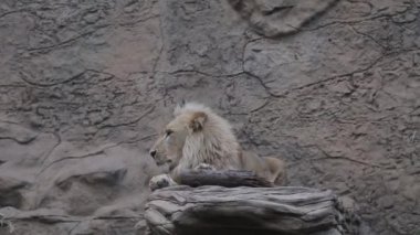 Bir aslan bir tahta parçasıyla oynar..