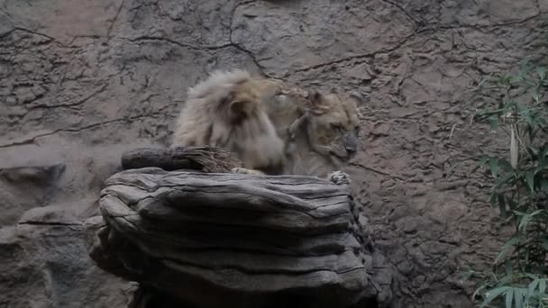 一只公狮和一只母狮子在恋爱中玩耍 — 图库视频影像