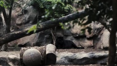 Bir panter hayvanat bahçesindeki bir ağacın gölgesinde dinlenir..