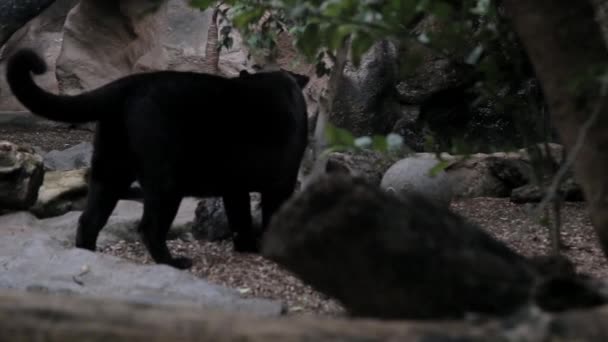 パンターが動物園を通って行く — ストック動画