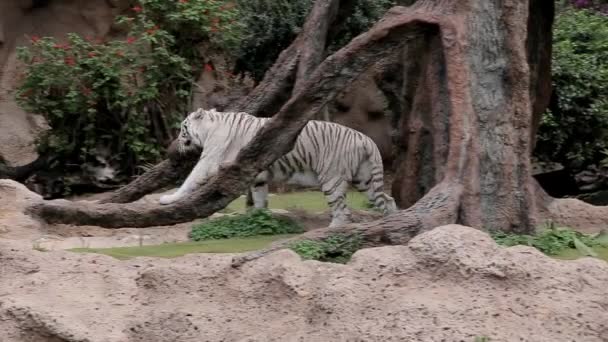 在动物园的小巷里可以看到一只白虎 — 图库视频影像