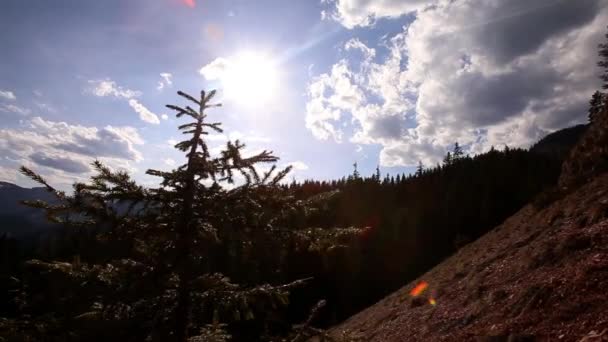 Rayos Sol Brillantes Montaña Entre Las Ramas Pino Vista Las — Vídeo de stock