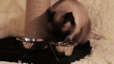 Bir kedi tabaktan yiyerek zevk alır..