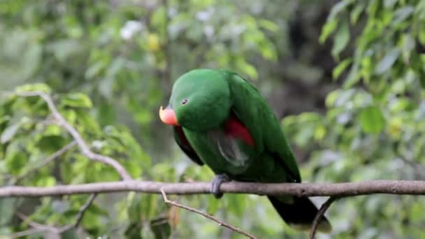 Parrot Sits Tree Branch — Stock Video