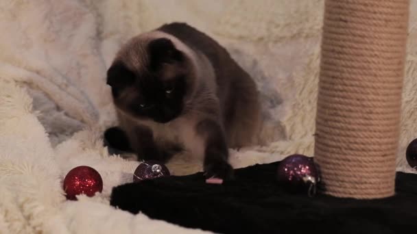 一只猫坐在圣诞节玩具中间 试着用爪子抓起一块香肠 — 图库视频影像