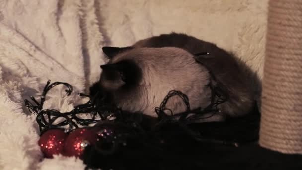 一只猫站在圣诞树前的玩具和灯笼中 等待着新年的到来和灯火的叮咬 — 图库视频影像
