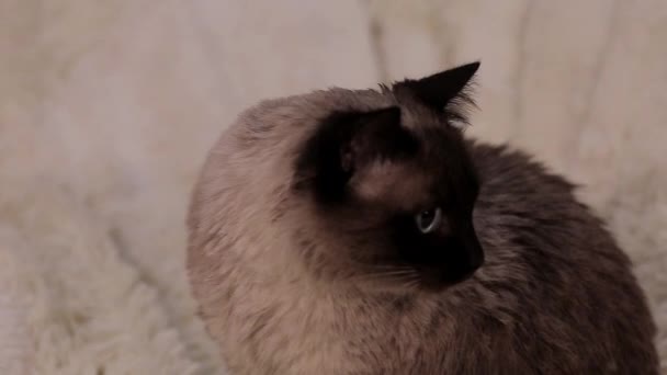 Cat Looks Away Licks His Fur — Stock Video