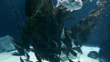 Balıklar göldeki yosunların yanında yüzerler..