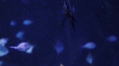 Bir köpekbalığı bir sürü balık arasında yüzer..