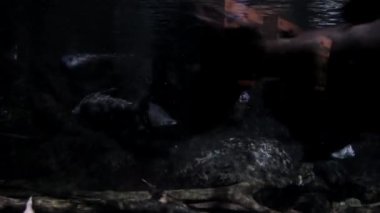 Akvaryumdaki balıklar.