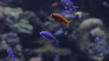 Farklı renklerde balıklar gölün dibindeki alglere yakın yüzerler. Görüntüyü kapat.