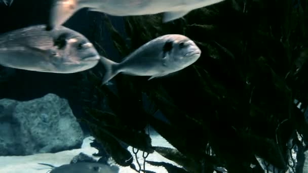 Ryby Pływają Pobliżu Wodorostów Jeziorze — Wideo stockowe