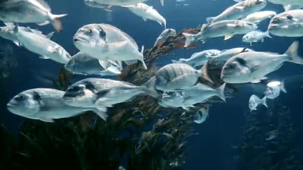 鱼在湖中的海藻边游动 — 图库视频影像