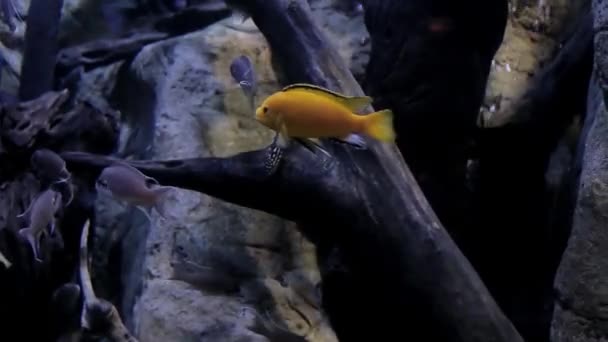 Peces Diferentes Colores Especies Nadan Través Del Agua Desde Fondo — Vídeos de Stock