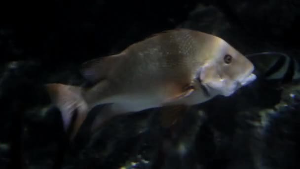 Een Vis Zwemt Bodem Van Het Meer Close Zicht — Stockvideo