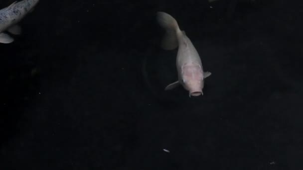 Рыбы Плавают Над Водой Открывая Рты Закрыть Вид — стоковое видео