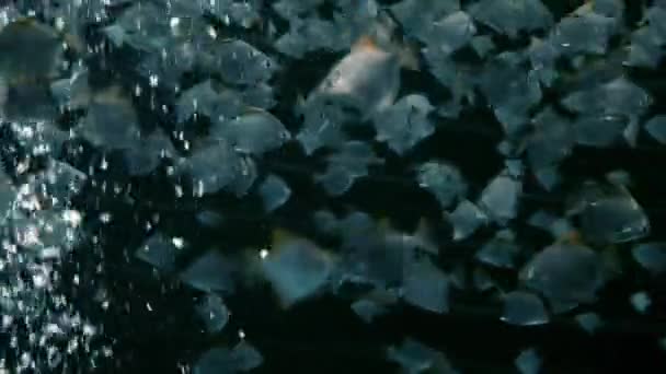 空気の泡があるところから水の中を混沌と泳ぐ魚がたくさんあります — ストック動画