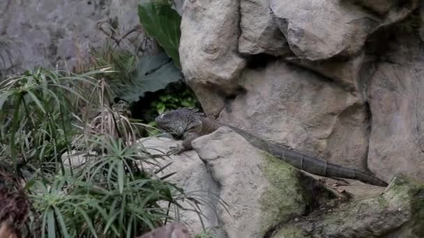 Ein Reptil Steht Regungslos Auf Einem Stein — Stockvideo