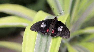 Bir kelebek çalıların üzerinde hareketsiz durur.