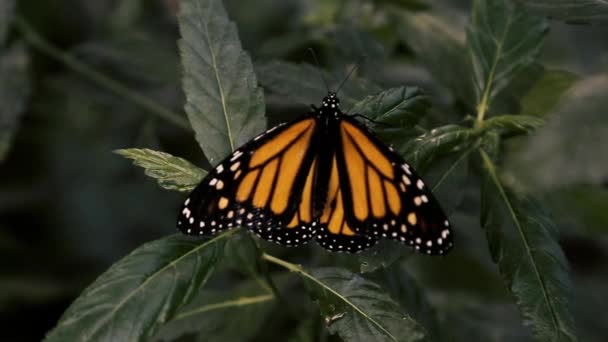 Una Mariposa Coloca Las Hojas — Vídeos de Stock