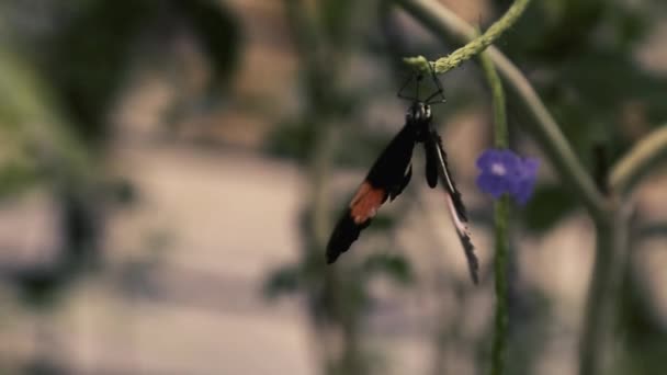 蝴蝶挂在灌木丛的树枝上 — 图库视频影像