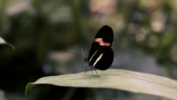 Ein Schmetterling Steht Regungslos Auf Einem Blatt — Stockvideo