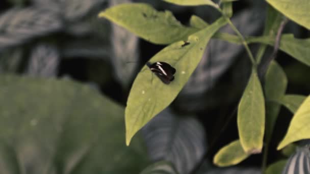 Ein Schmetterling Sitzt Auf Einem Blatt Und Bewegt Seine Flügel — Stockvideo