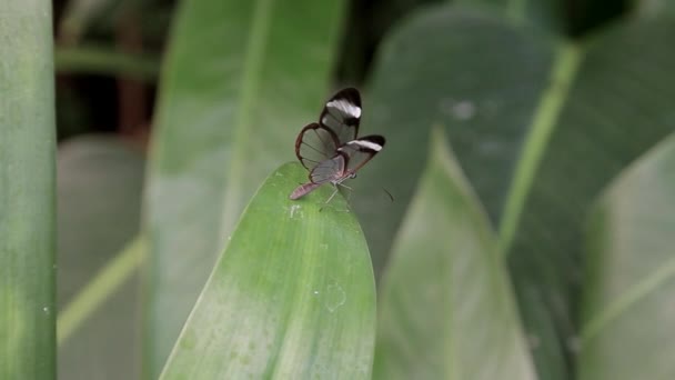 Una Mariposa Sienta Sobre Una Hoja Arbusto — Vídeos de Stock