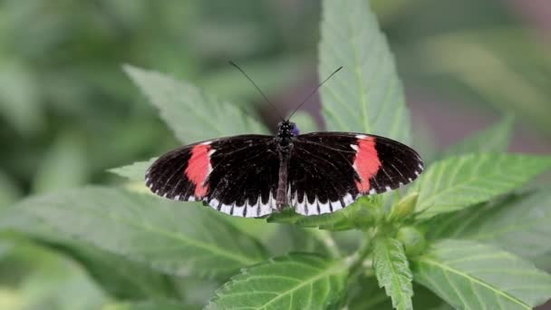 Een Vlinder Wordt Geplaatst Een Blad Van Een Struik — Stockvideo