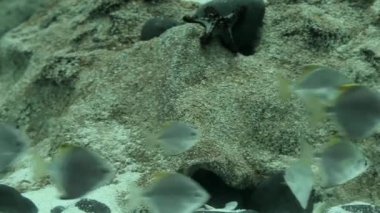 Bir denizyıldızı gölün dibine yerleştirilir ve birçok balık onun yanında yüzer..