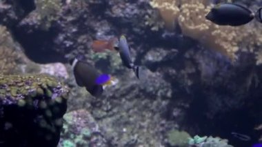 Balıklar gölün dibinde yüzer. Görüntüyü kapat.