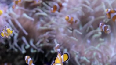 Çiçekler arasında yüzen balıklar denizin dibinden canlı mercanlardır.