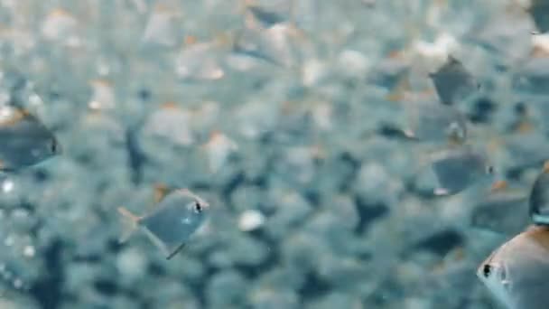 Viele Silberfische Schwimmen Chaotisch Durch Das Wasser Aus Dem Luftblasen — Stockvideo