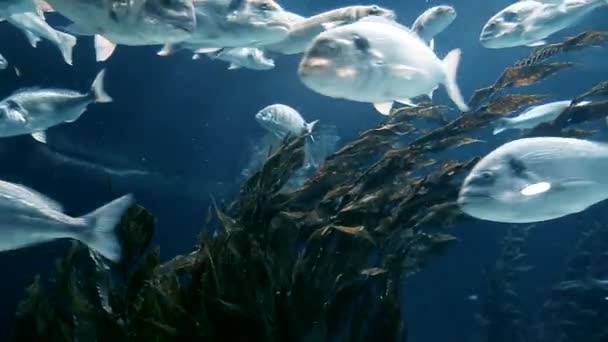 Риба Плаває Біля Водоростей Озері — стокове відео