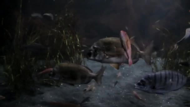Ψάρια Κολυμπούν Στο Νερό — Αρχείο Βίντεο