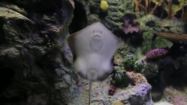 Batoide Nada Través Del Agua Del Acuario Observa Los Ojos — Vídeos de Stock