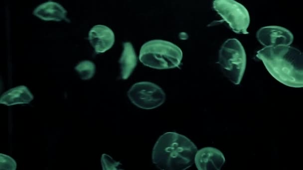 Muchas Medusas Transparentes Nadan Caóticas Través Del Agua — Vídeos de Stock