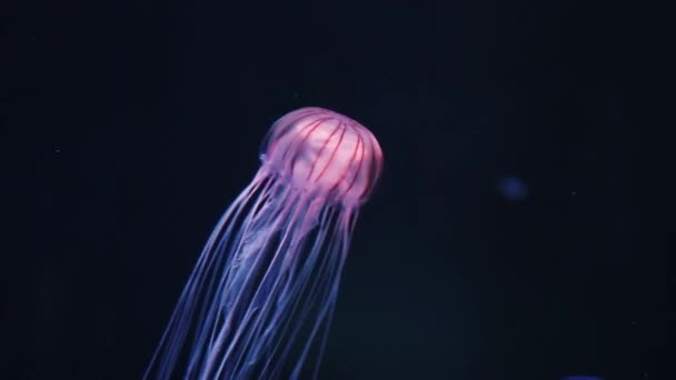 Medusas Brancas Com Linhas Tons Vermelhos Nadando Pela Água — Vídeo de Stock