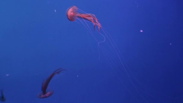 Meduza Czerwonego Koloru Przepływa Przez Wodę — Wideo stockowe