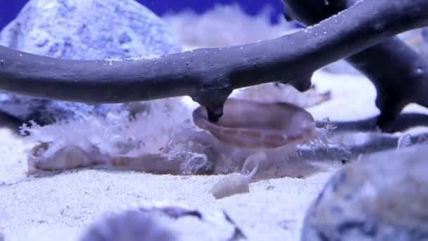 水族館の底には褐色の色合いの透明なクラゲが泳いでいます — ストック動画