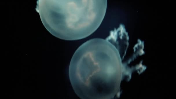 Two Transparent White Jellyfish Swim Water — Stock Video