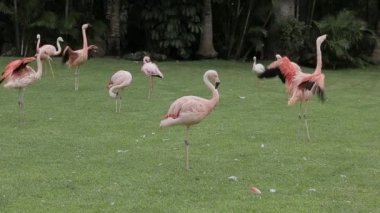 Bir flamingo sürüsü gagasıyla sıçrayıp tırmalayabilir..