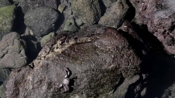 Ένα Καβούρι Της Θάλασσας Βρίσκεται Ένα Βράχο Δίπλα Στη Θάλασσα — Αρχείο Βίντεο