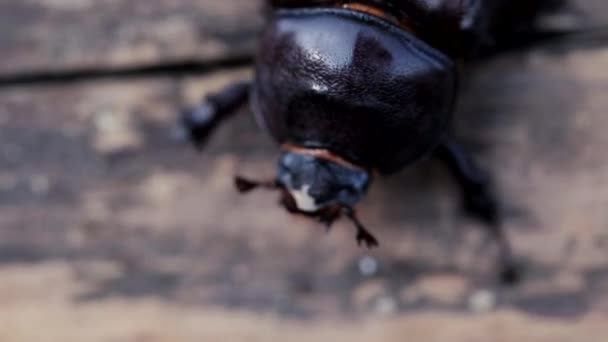 Una Cucaracha Desciende Sobre Tallo Árbol Vista Cerca — Vídeo de stock