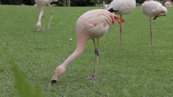 Un flamant rose mange l'herbe de la prairie, d'autres se tiennent sur une jambe et se reposent. Vue rapprochée .