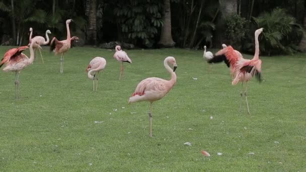 Flamingo Flock Can Spring Scratch Its Beak — Stock Video